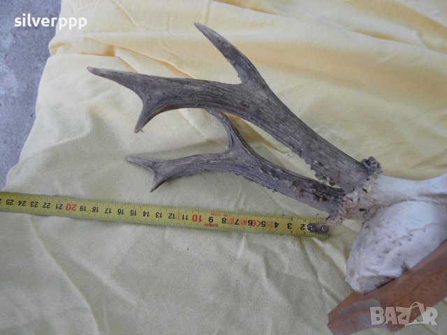  Стар немски сръндаков трофей - 12 , снимка 2 - Други ценни предмети - 42243774