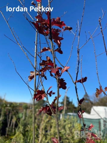 Червен Американски дъб