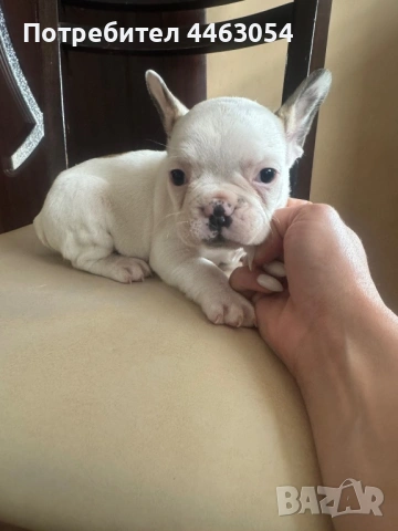 Бебета Френски Булдоци, снимка 10 - Френски булдог - 54174661