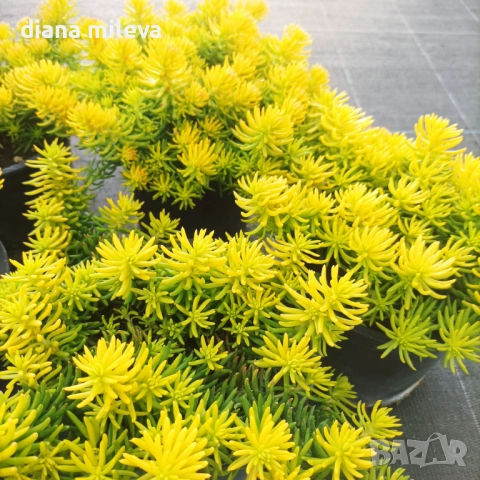 Седум  Анджелина, Sedum rupestre Angelina, снимка 6 - Градински цветя и растения - 52162046