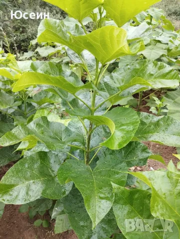 Озеленяване за паркове,градини,алей, снимка 7 - Градински цветя и растения - 48398291