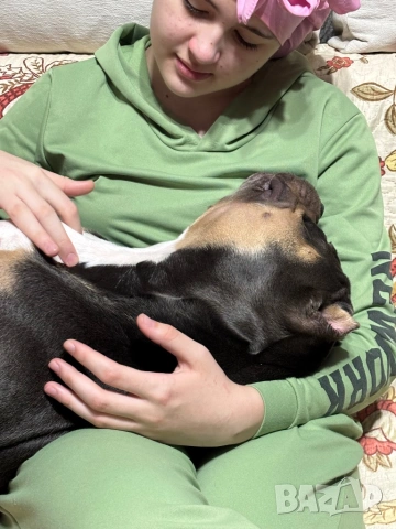 Американско Були , снимка 8 - Други - 52643138