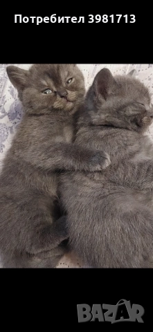 Чистокръвни късокосмести британски котенца 