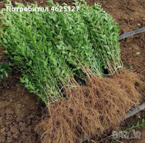 Лигуструм ovalifolium на гол корен , снимка 1