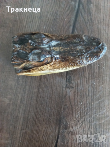 ПРЕПАРИРАН КРОКОДИЛ ГЛАВА, снимка 5 - Антикварни и старинни предмети - 44699078