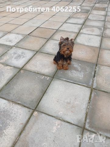 Продавам йоркширски териер , снимка 2 - Йоркширски териер - 53237265