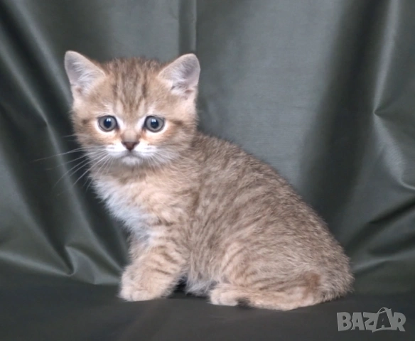 Британски късокосмести котета, снимка 13 - Британска късокосместа - 52373949