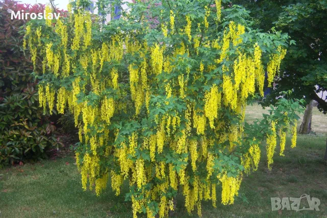 Златен дъжд (Laburnum anagyroides), снимка 2 - Градински цветя и растения - 50253808