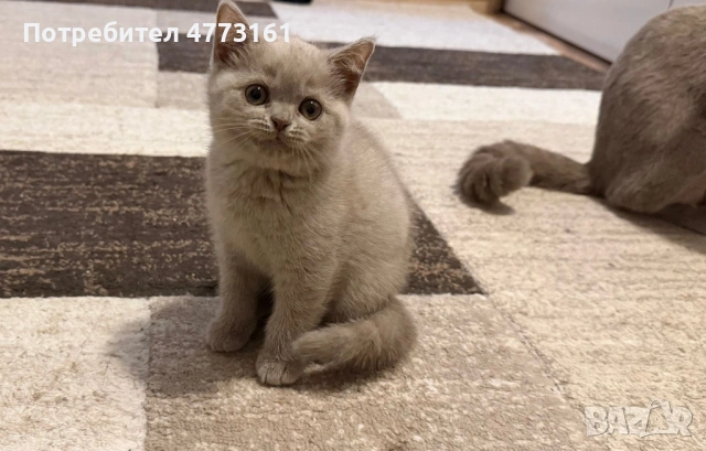 Британски Късокосмести котенца, снимка 12 - Британска късокосместа - 53928037