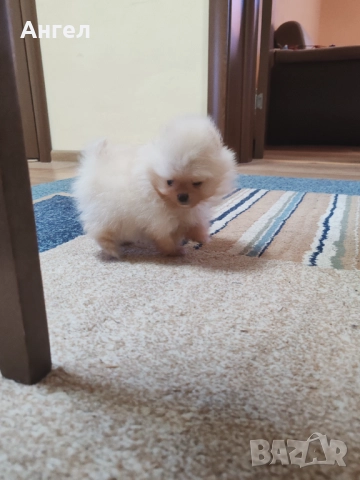 Померан, снимка 5 - Померан - 52946732