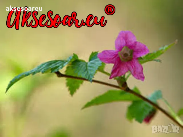 20 качествени Семена от Британска Есенна Златна Малина Златни наситени Сладки Малини сочни плодове , снимка 8 - Сортови семена и луковици - 50332013