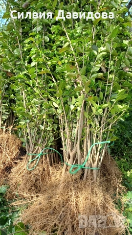 Лигуструм за жив плет , снимка 11 - Градински цветя и растения - 53835612