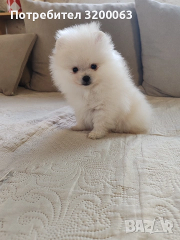 Померан мини мъжко , снимка 2 - Померан - 53986008