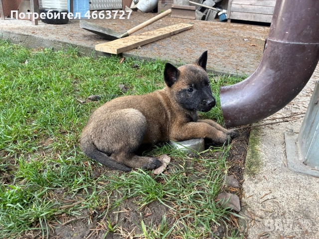 Продавам Белгийски овчарки, снимка 8 - Белгийска овчарка - 52579124