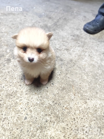 шпиц померан , снимка 9 - Шпиц - 52793634