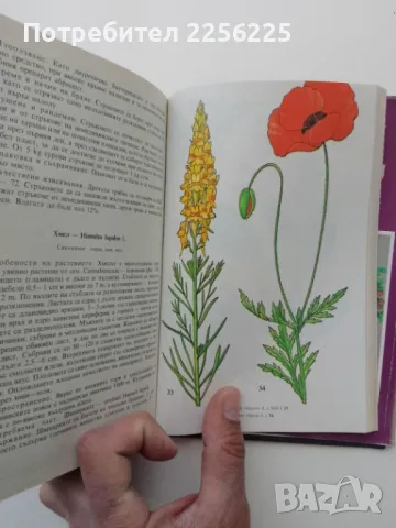 Билки и билкосъбиране, снимка 3 - Специализирана литература - 49398917