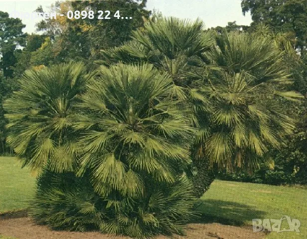 Палма Хамеропс, Chamaerops humilis, снимка 3 - Разсади - 50405948