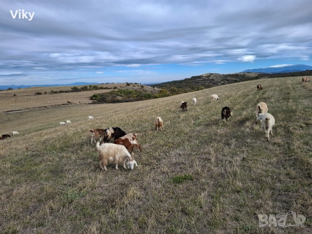 ярета на свободна паша, снимка 15 - Кози - 51962192