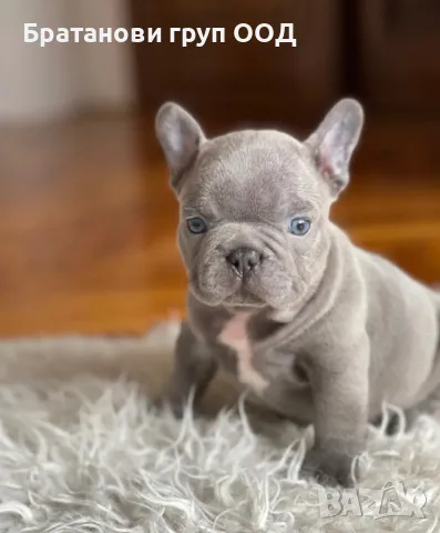 Френски булдог