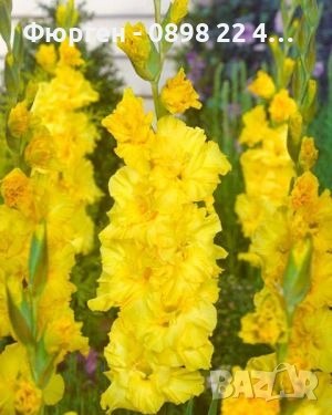 🌸 Луковици Гладиоли (Gladiolus), снимка 11 - Разсади - 53145212