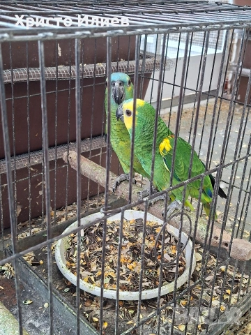 Парот център Бургас продава двойка синьочели амазони , снимка 4 - Папагали - 54238585
