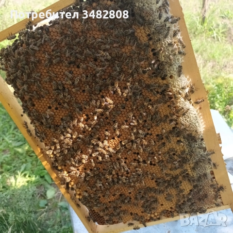 Пчелни семейства и пчелни отводки ДБ, снимка 5 - За пчели - 52539841