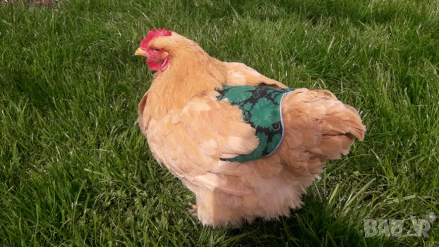 Седло за кокошки, снимка 2 - За птици - 48686775