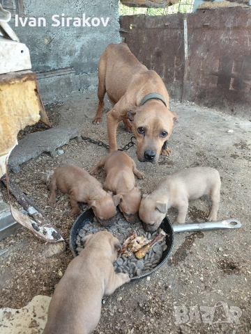 питбулчета от най-добрите разплодници в Европа 