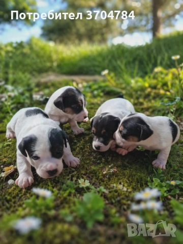 Продавам джак ръселчета 