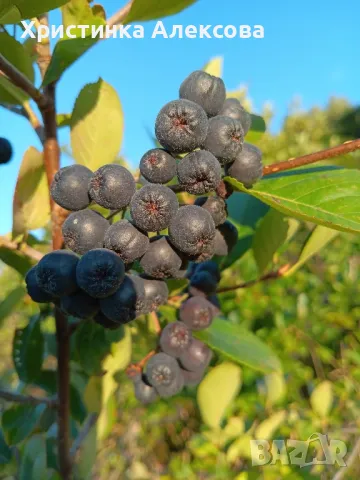 Разсад арония фиданки 