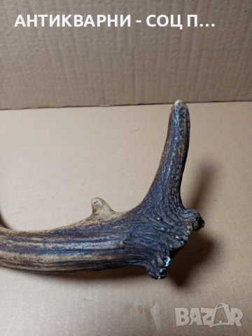 Стар Голям Единичен Еленски Рог Рога., снимка 6 - Антикварни и старинни предмети - 51321602