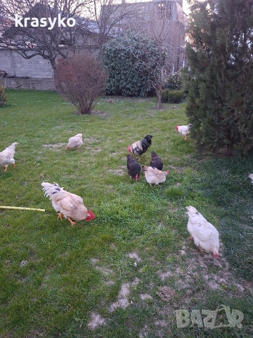 Петел, снимка 4 - Кокошки и пуйки - 53895634