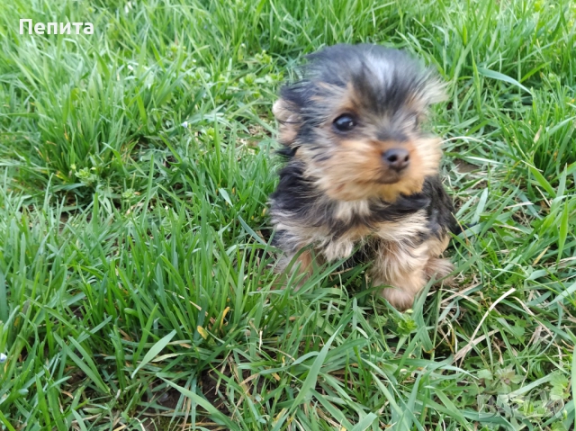 Мини йоркширски териери, снимка 7 - Йоркширски териер - 51977621