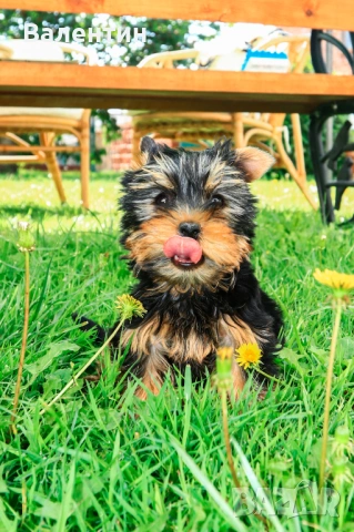 Йоркширски териер , йорки , мини йорки, снимка 2 - Йоркширски териер - 53056102