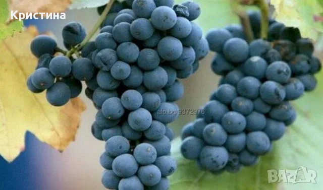 Грозде Липа за вино и ракия
