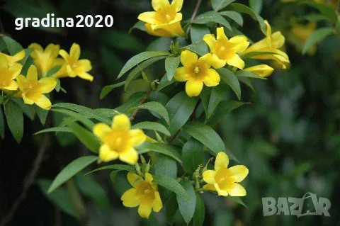 Жасмин - Студоустойчив, снимка 7 - Разсади - 49214945