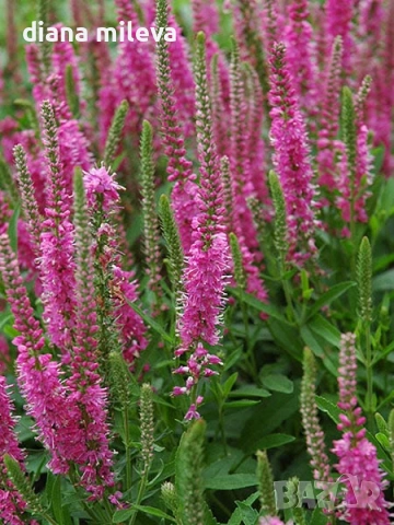 Розова Вероника, Veronica spicata ‘Anniversary Rose’, снимка 3 - Градински цветя и растения - 54139863