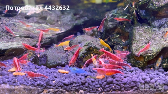 Аквариум със скариди, цялостно оборудван и естествено декориран, снимка 4 - Аквариуми - 54021454