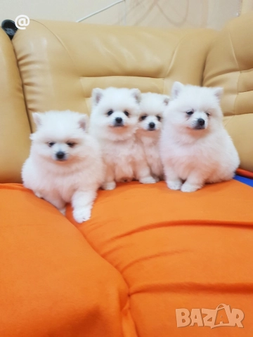 Померан померанчета снимки от днес 13.12.2025г Гр. София , снимка 2 - Померан - 52775963