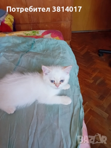 порода коте абесин на три месеца , снимка 7 - Персийска - 51734746