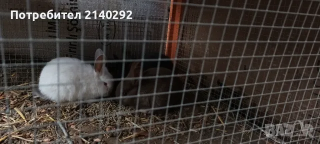 Продавам  зайчета, снимка 3 - Други - 49616655