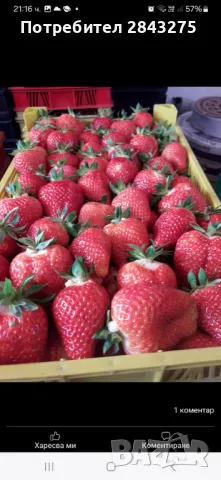 Разсад ягоди , снимка 3 - Сортови семена и луковици - 49684298