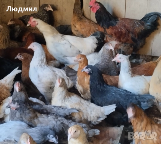 Селски ярки, снимка 3 - Кокошки и пуйки - 51645262
