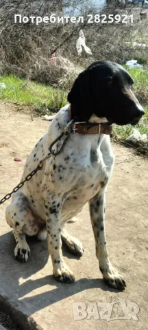  ловджийски Курцхаар , снимка 5 - Курцхаар - 49543294