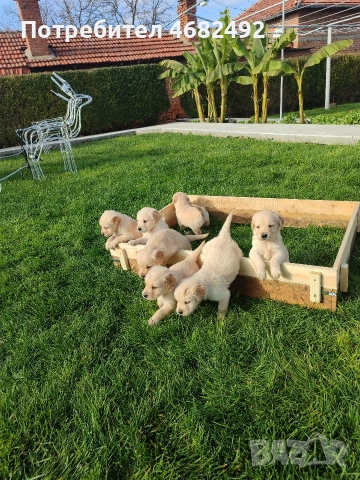 Голдън ретривър , снимка 11 - Голдън ретривър - 52794312