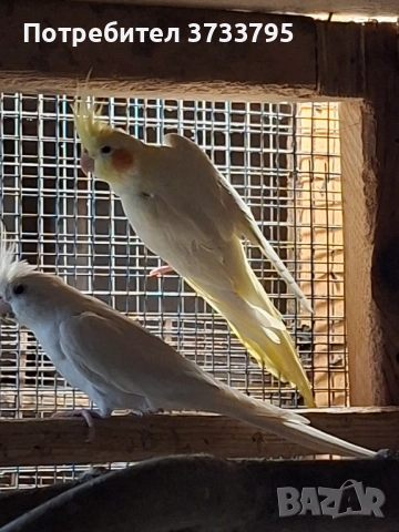 Чифт корели, снимка 5 - Папагали - 53296344