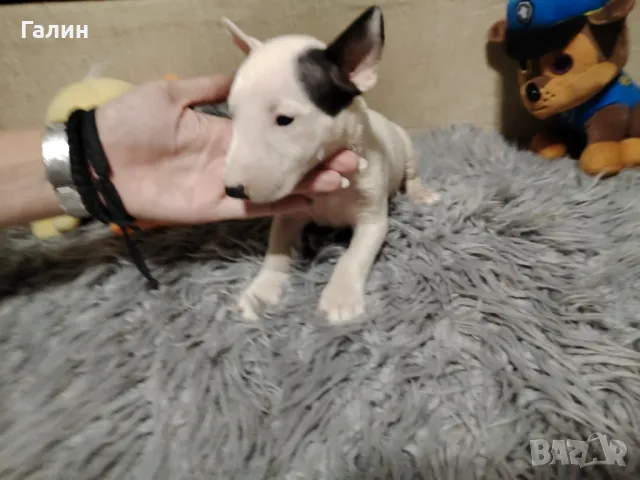 Миниатюрен Бултериер!Мини Бултериер , снимка 3 - Бултериер - 43985072