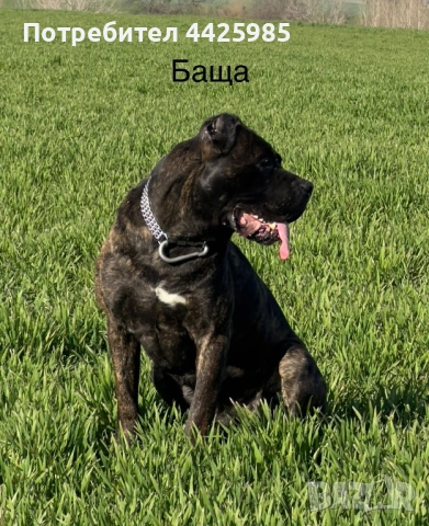 Cane Corso , снимка 7 - Кане корсо - 54024886