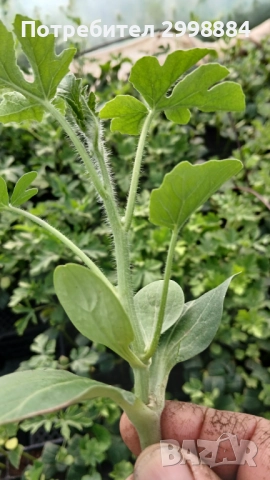 Разсад, снимка 3 - Разсади - 52471727