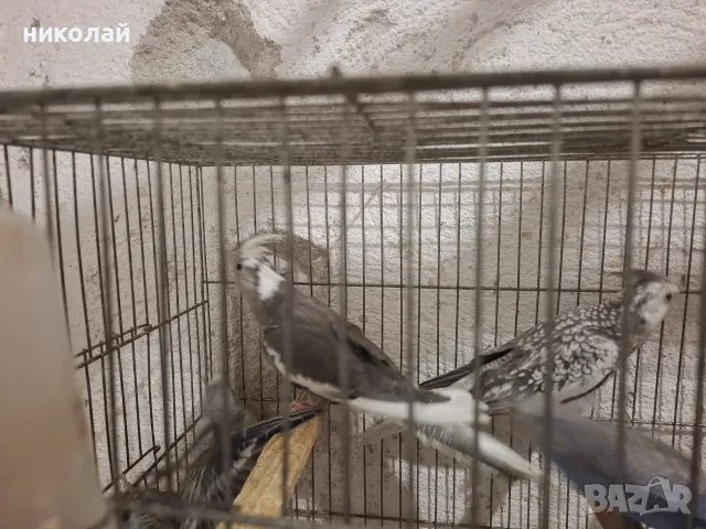 Продавам млади вълнисти папагали  и две млади корели, снимка 6 - Папагали - 54910450